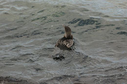 Image of Flightless Cormorant