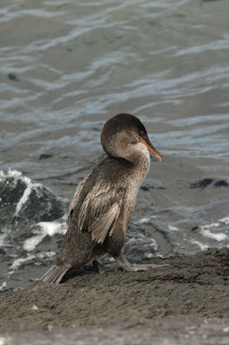 Image of Flightless Cormorant