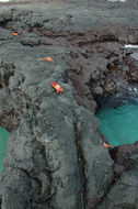 Image of Sally lightfoot crab