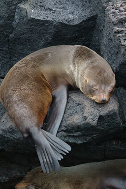 Image de Arctocéphale des Galapagos