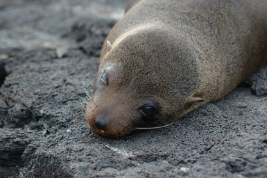 Image de Arctocéphale des Galapagos