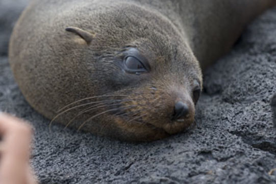 Image de Arctocéphale des Galapagos