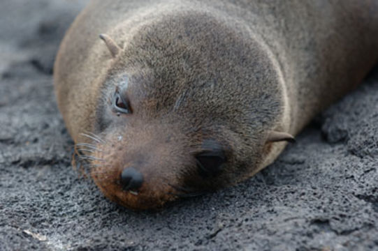 Image de Arctocéphale des Galapagos