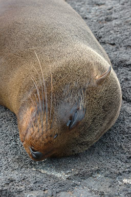 Image de Arctocéphale des Galapagos