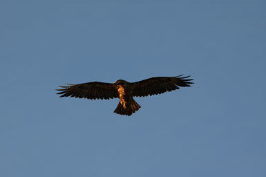 Image of Galapagos Hawk