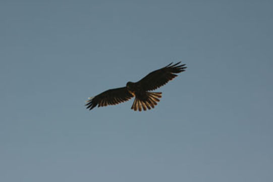 Image of Galapagos Hawk