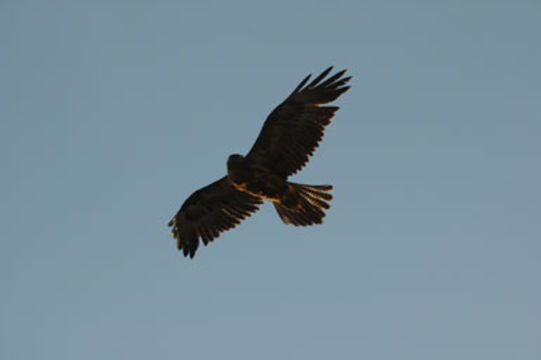 Image of Galapagos Hawk