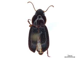 Image of Platymetopus