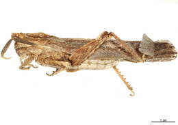 Image of toad grasshoppers