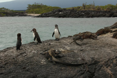 Imagem de Pinguim-das-galápagos