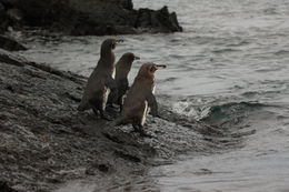 Imagem de Pinguim-das-galápagos