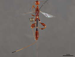 Image of stephanid wasps