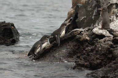 Imagem de Pinguim-das-galápagos