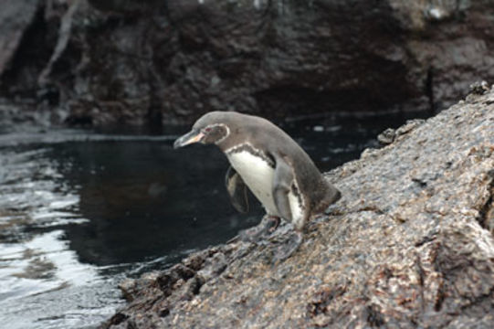 Imagem de Pinguim-das-galápagos