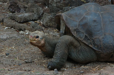 Image of Pinta giant tortoise