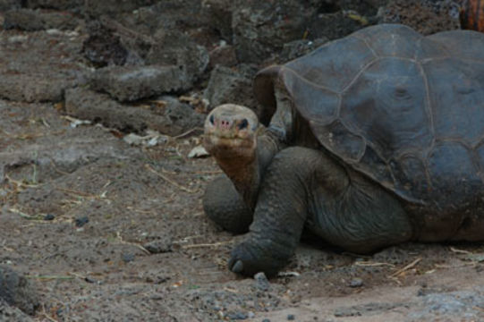 Image of Pinta giant tortoise