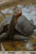 Image of Pinta giant tortoise