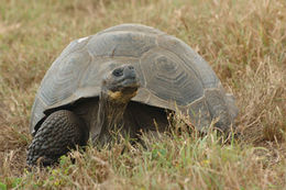 Image of Galapagos giant tortoise