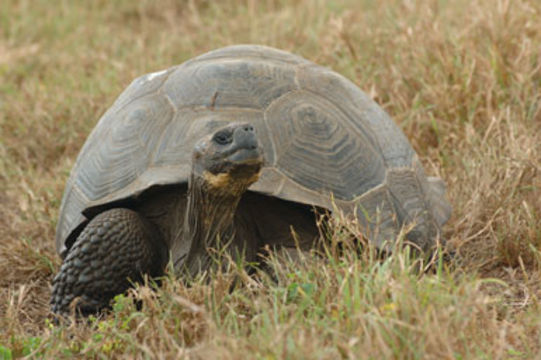 Слика од <i>Chelonoidis nigra</i>