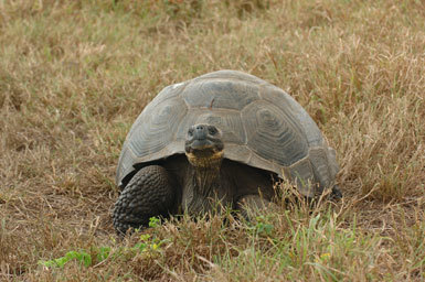 Слика од <i>Chelonoidis nigra</i>