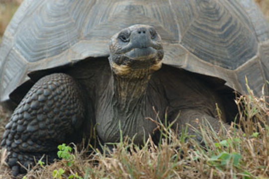 Image of Galapagos giant tortoise