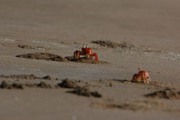 Image of decapods