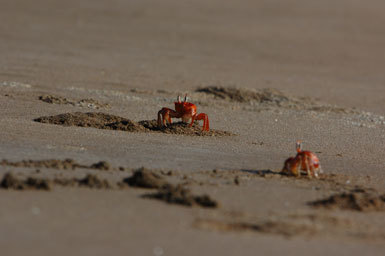 Image of decapods