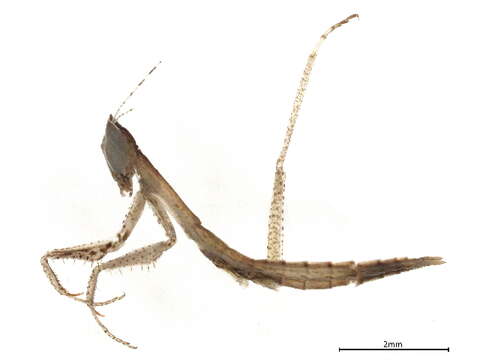 Image of Nothogalepsus