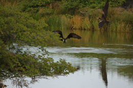 Image of Great Frigatebird