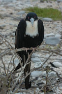 Image of Great Frigatebird