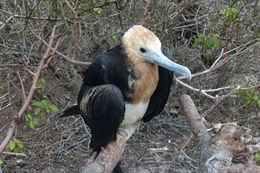 Image of Great Frigatebird