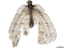 Image of silky lacewings