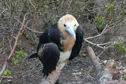 Image of Great Frigatebird