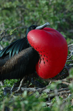 Image of Great Frigatebird