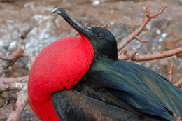 Image of Great Frigatebird