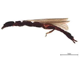 Image of Teratembiidae