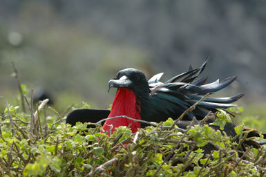 Image of Great Frigatebird