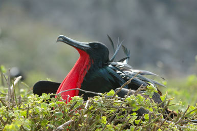 Image of Great Frigatebird