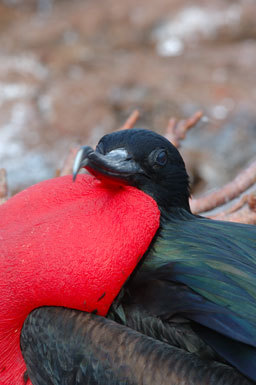 Image of Great Frigatebird