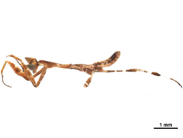 Image of Galinthiadidae
