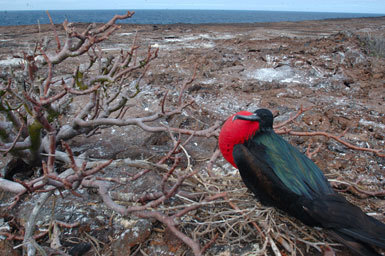 Image of Great Frigatebird