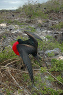 Image of Great Frigatebird