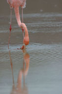 Image of American Flamingo