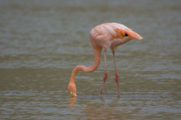 Image of American Flamingo