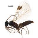 Image of Plumariidae