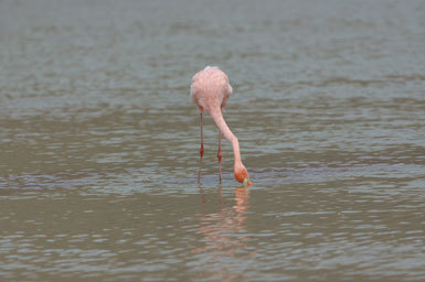 Image of American Flamingo