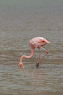 Image of American Flamingo