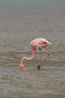 Image of American Flamingo