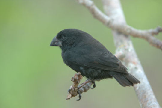 Image of Large Ground Finch