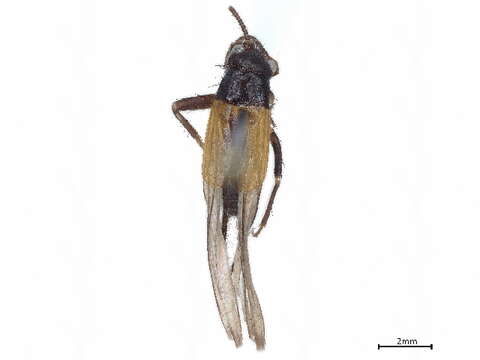 Image of Nemobiinae